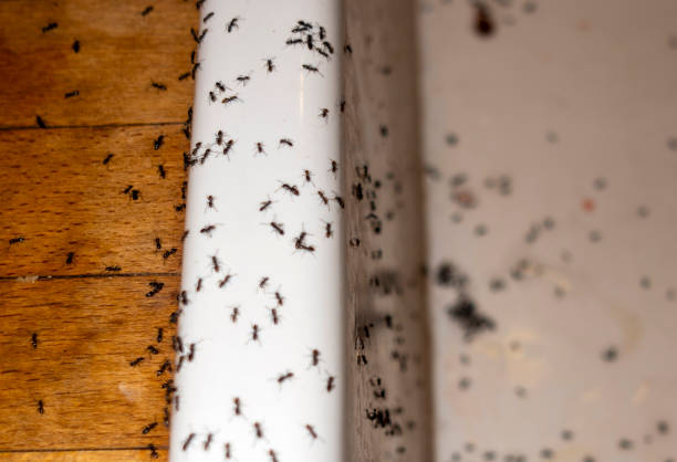 Best Residential Pest Control  in Pelion, SC