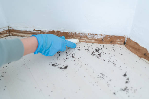 Best Insect Control  in Pelion, SC